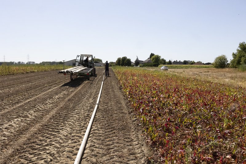 Anhydrous