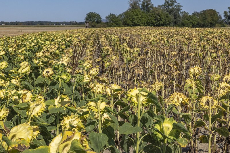 Anhydrous